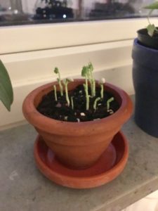 Ärtskott i kruka 3