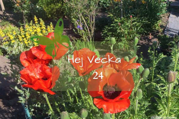 Hej vecka 24 med blommig bakgrund