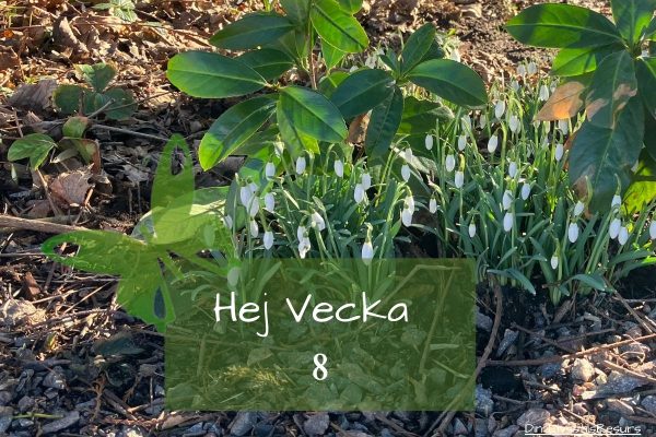 ☀️Hej vecka 8☀️