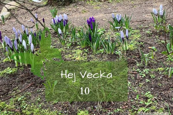 Hej vecka 10 på en bakgrund med vårblommor