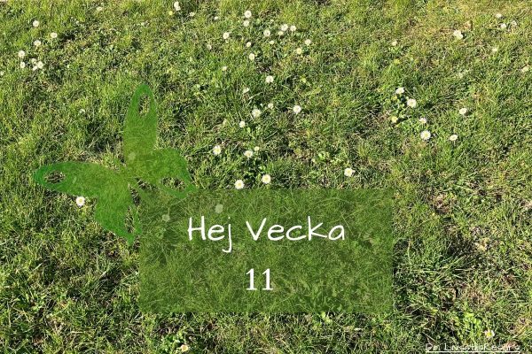 Texten Hej vecka 11 på en bakgrund med blommor på en gräsmatta