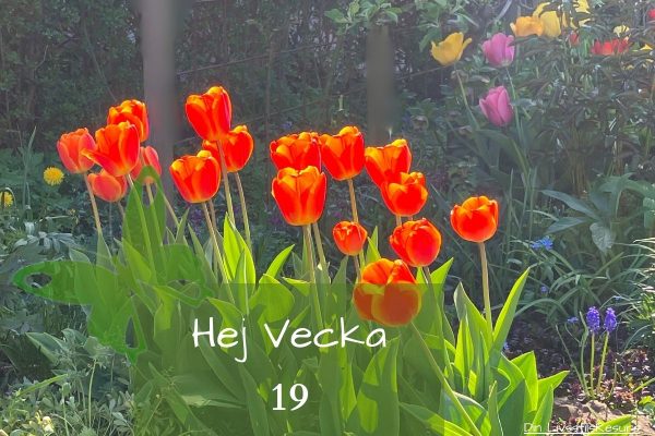 ☀️Hej vecka 19☀️
Tulpaner i bakgrunden.