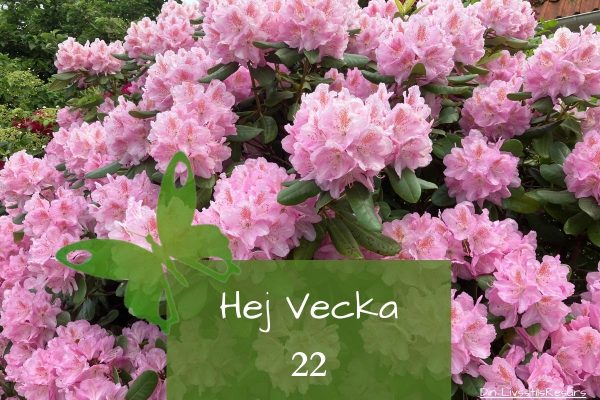 ☀️Hej vecka 22☀️