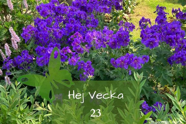 ☀️Hej vecka 23☀️