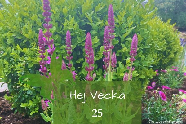 ☀️Hej vecka 25☀️