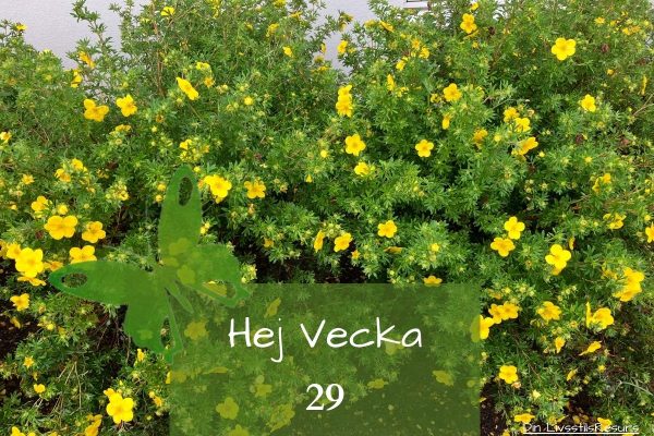 ☀️Hej vecka 29☀️
