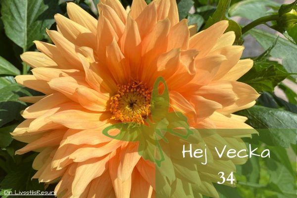 ☀️Hej vecka 34☀️