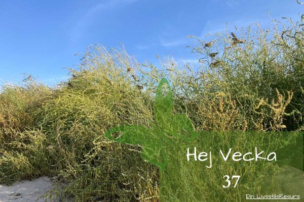 ☀️Hej vecka 37☀️