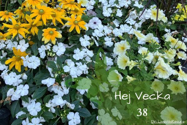 ☀️Hej vecka 38☀️