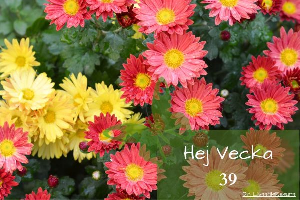 ☀️Hej vecka 39☀️