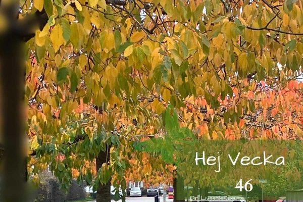 ☀️Hej vecka 46☀️