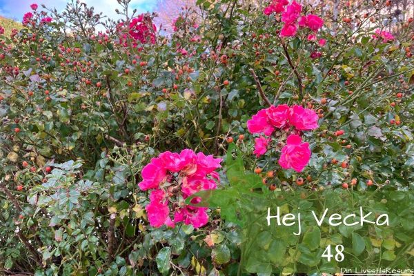 ☀️Hej vecka 48☀️