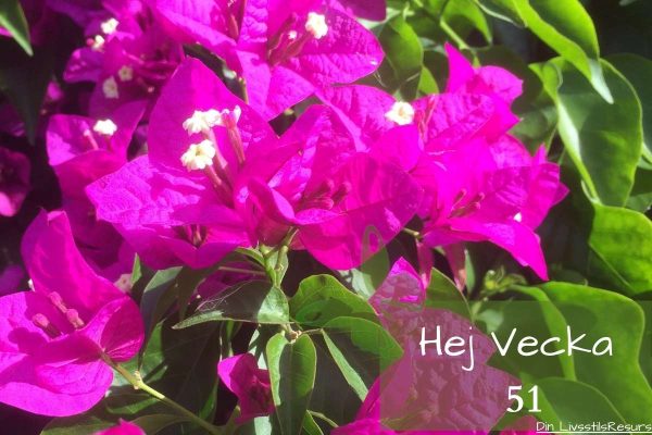 ☀️Hej vecka 51☀️