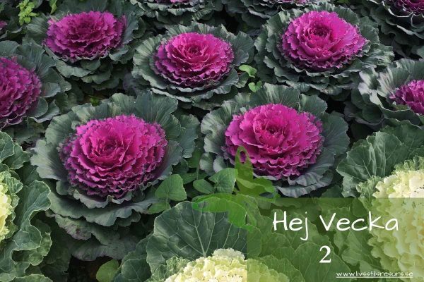 ☀️Hej vecka 2☀️