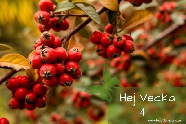 ☀️Hej vecka 4☀️