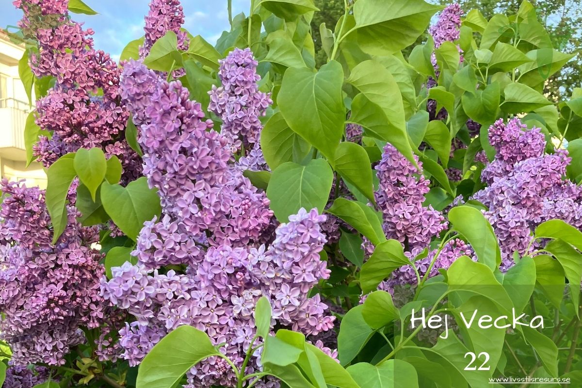 ☀️Hej vecka 22☀️