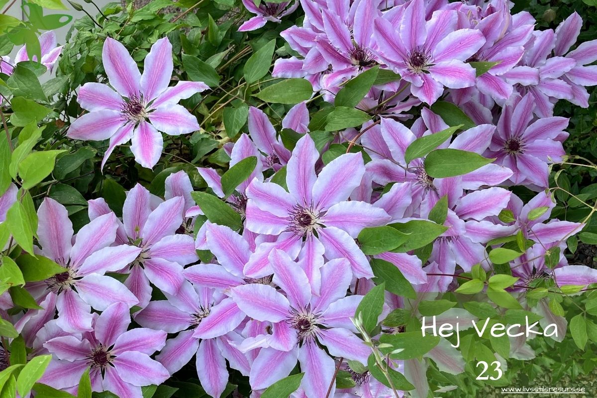 ☀️Hej vecka 23☀️