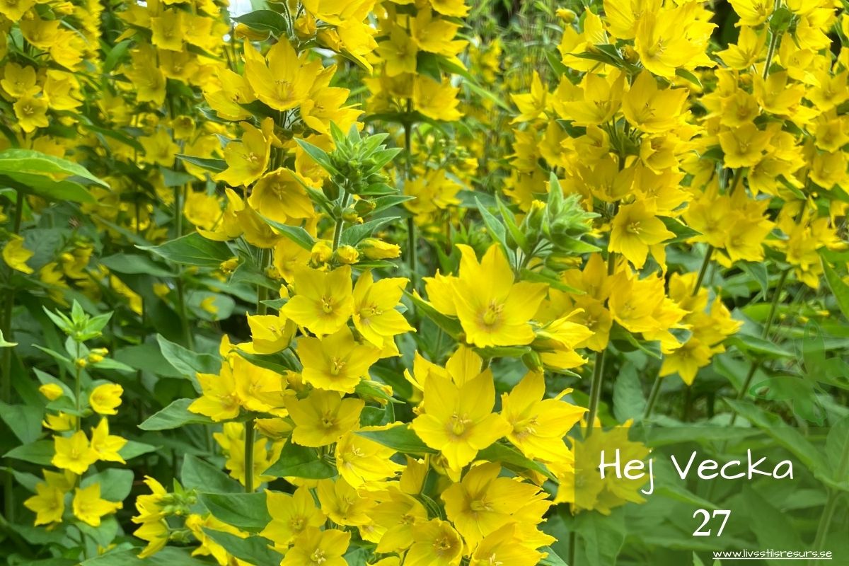 ☀️Hej vecka 27☀️