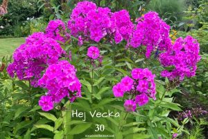 ☀️Hej vecka 30☀️