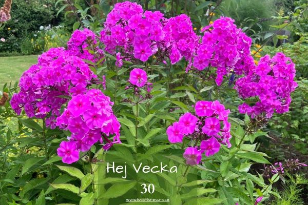 Cerisa blommor med texten ☀️Hej vecka 30☀️
