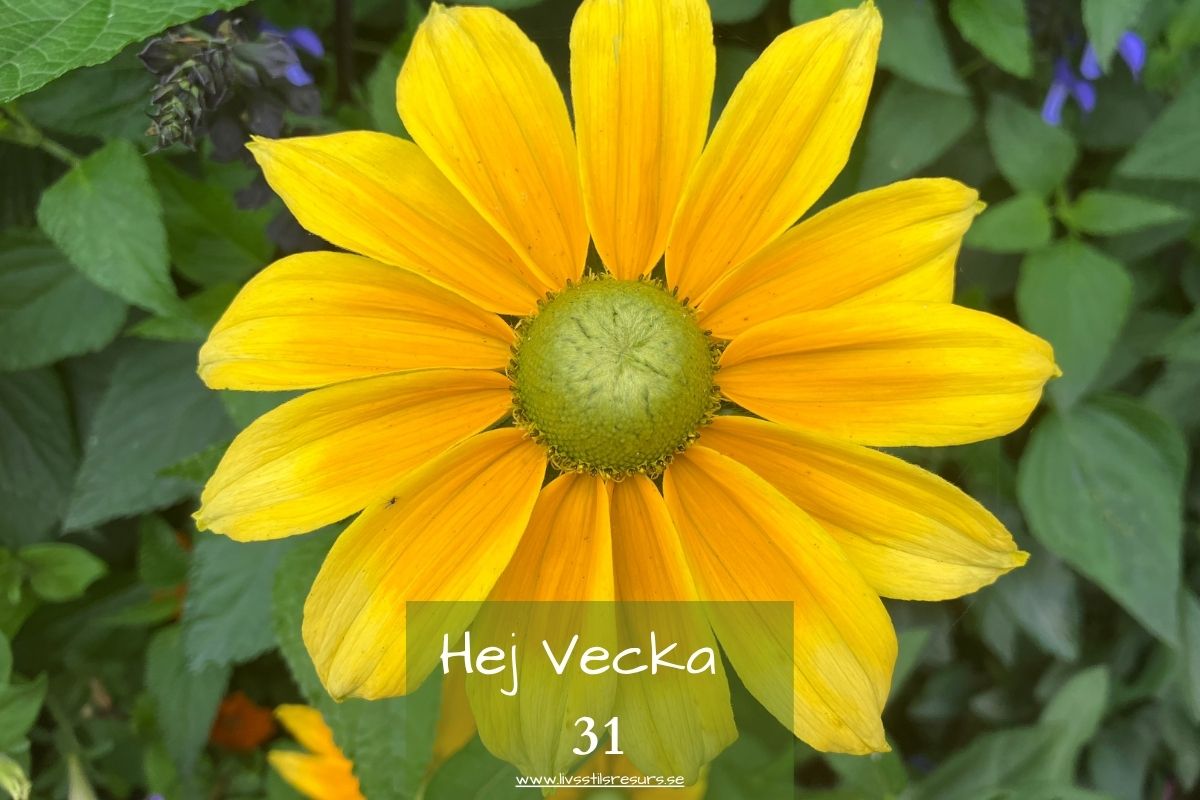 En gul blomma och meddelandet ☀️Hej vecka 31☀️