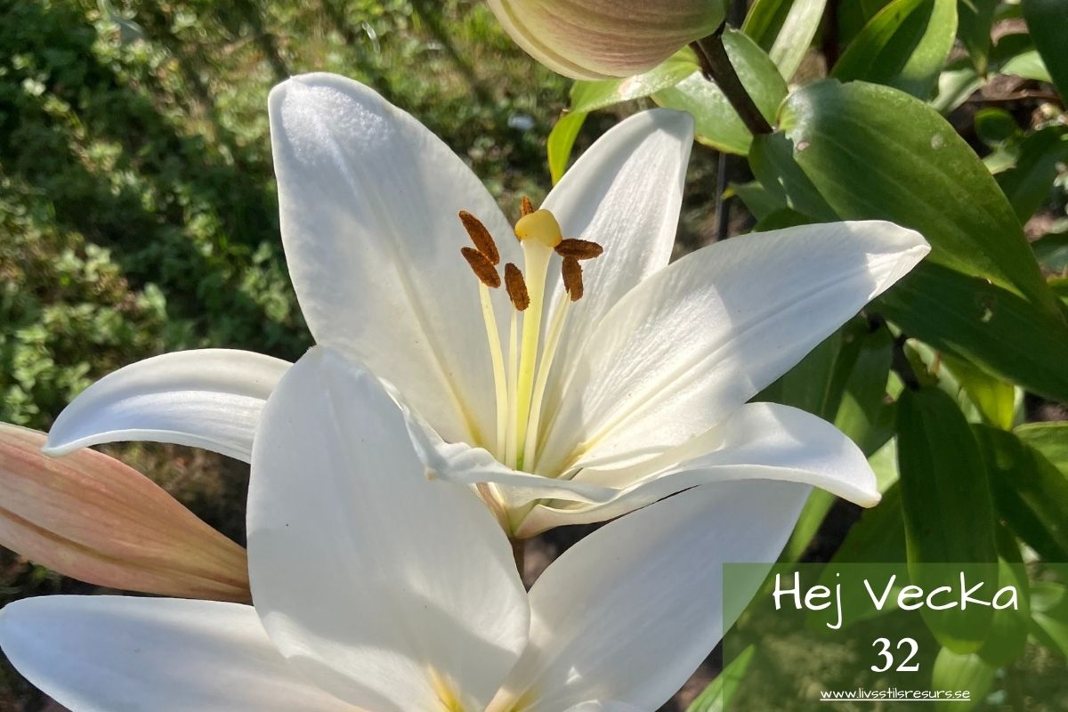 Vita blommor och texten ☀️Hej vecka 32☀️