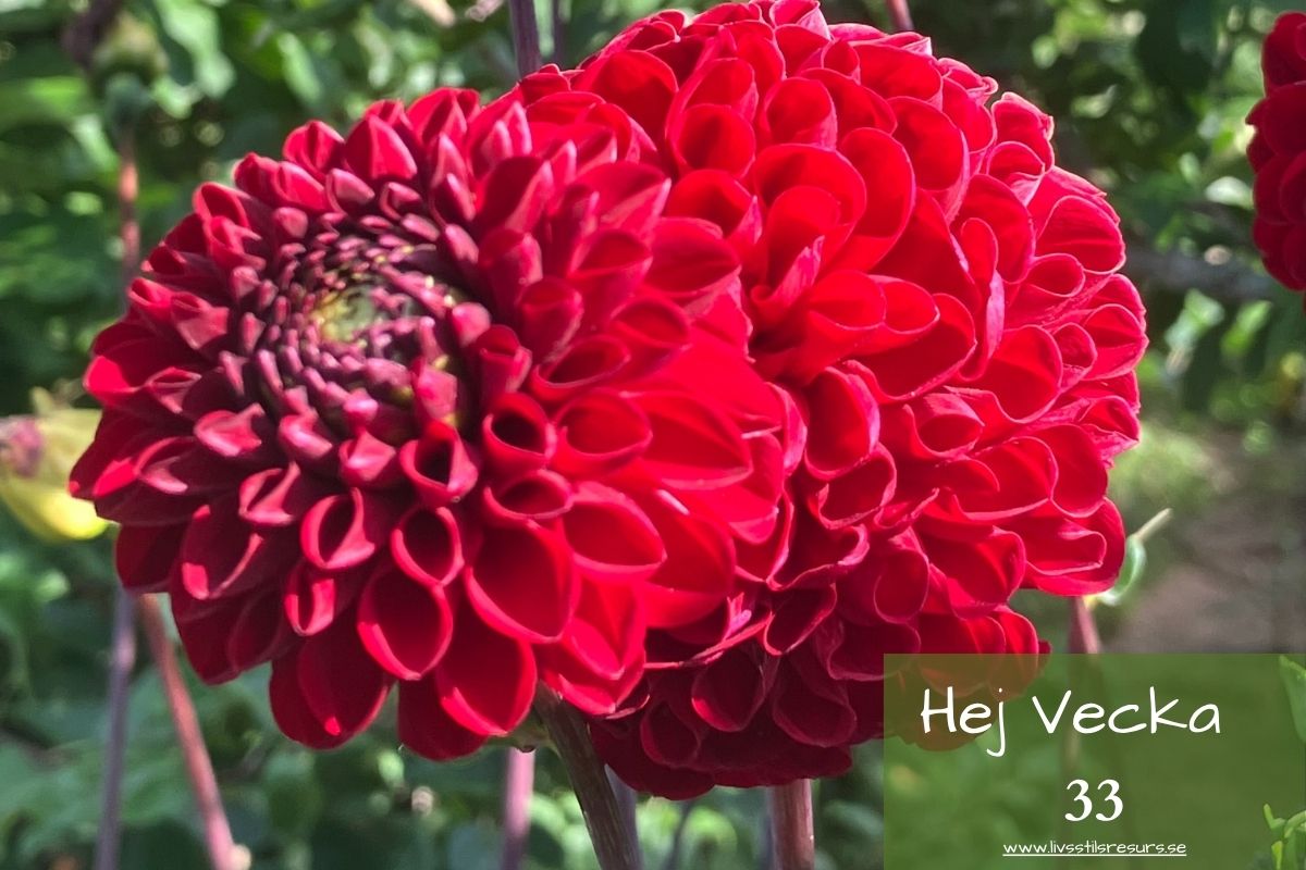 Röda bollformade blommor med texten ☀️Hej vecka 33☀️