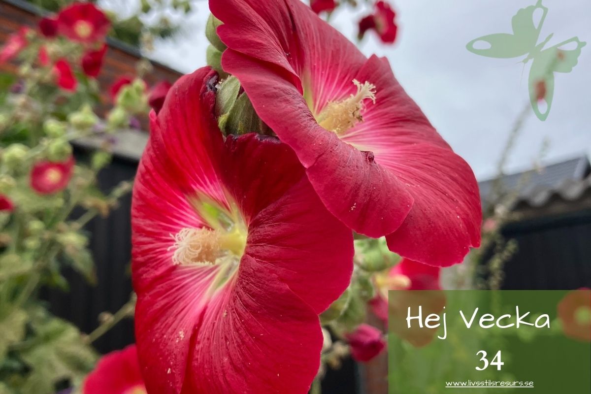 Röda blommor och texten ☀️Hej vecka 34☀️
