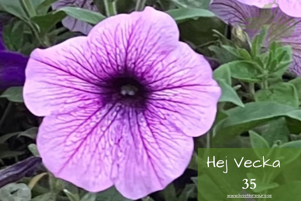 Rosa blomma med texten Hej vecka 35