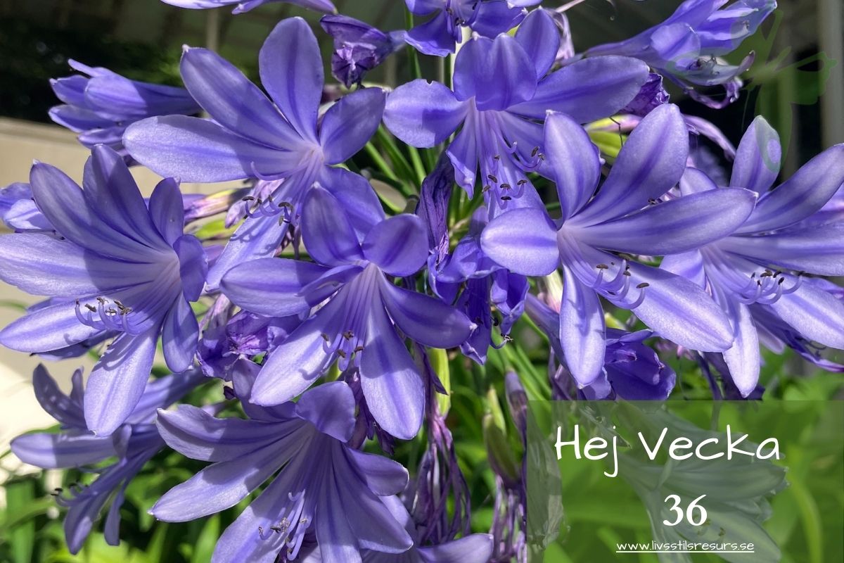 blålila blommor och texten ☀️Hej vecka 36☀️