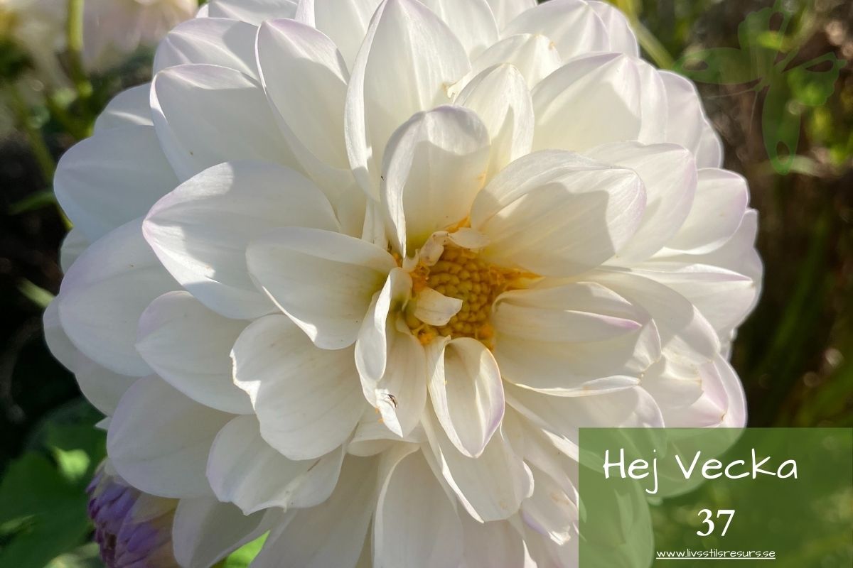 Vit blomma i närbild med texten ☀️Hej vecka 37☀️